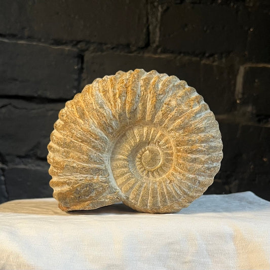 Procheloniceras Ammonite Fossil